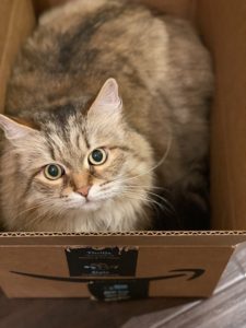 Cat inside cardboard box : keeping indoor cats entertained