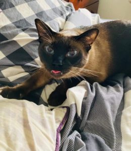 A cute Siamese cat laid on the bed, looking at the camera with its tongue out