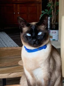 Siamese cat sat up looking at the camera wearing a blue collar 