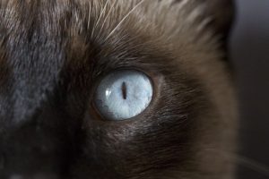 A picture of a light blue cats eye