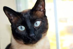Picture of a Siamese cats face, this Siamese has a black face with big blue eyes 