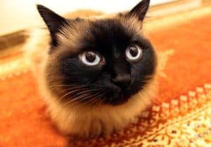 A dark faces Siamese cat sitting down and looking cute 