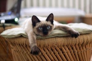 Siamese cat laid down on a basket with its paws in front of him observing his territory