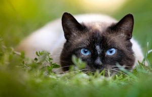 A Siamese cat with a dark face and bright blue eyes, laid low in the grass ready to hunt and pounce.