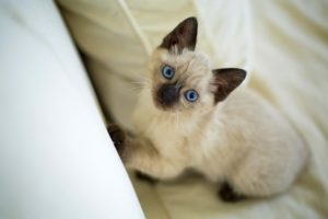 A siamese kitten looking up at the camera 