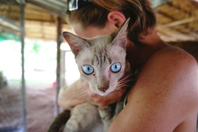 Picture of a Siamese cat with blue eyes looking at the camera while her owner cuddles her