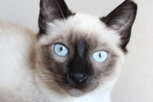 Siamese cat, close up picture of its face with light blue eyes.
