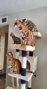 4 Bengal cats on a cat tree