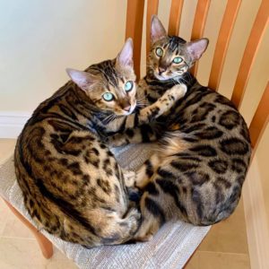 Two Bengal cats cuddled next to each other looking at the camera 