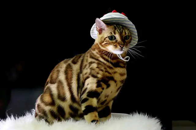 Bengal cat wearing a stripy hat - Funny cat picture 