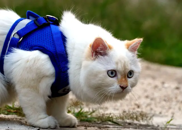 White cat with a harness son being walked outdoors